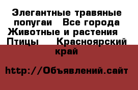 Элегантные травяные попугаи - Все города Животные и растения » Птицы   . Красноярский край